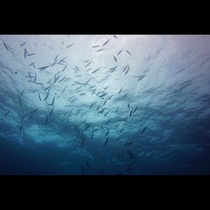 Meet your Posher, Akara